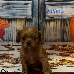 Cavalier King Charles Spaniel Puppies from CoLo Cavaliers