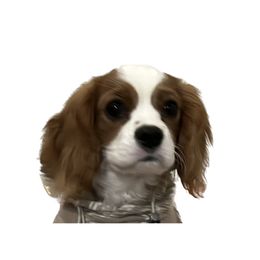 Cavalier King Charles Spaniel Puppies from AustinCavalier