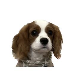 Cavalier King Charles Spaniel Puppies from AustinCavalier