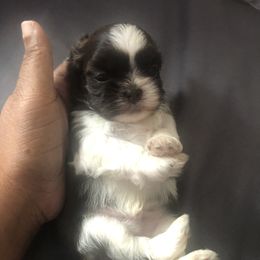 Shih Tzu Puppies from Karla’s Shih Tzus