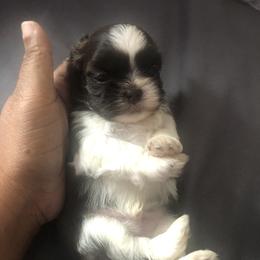 Shih Tzu Puppies from Karla’s Shih Tzus