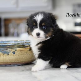Callie - Black tri female Toy Australian Shepherd puppy in Russellville, Arkansas from Rockin H Aussies