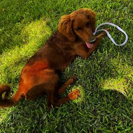 Goldendoodle puppies from MyKy Puppies