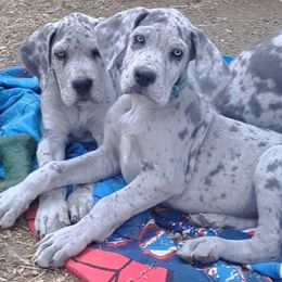 Great Dane puppies from Lakefront Danes