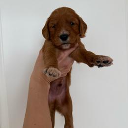 MANGO - Apricot male Goldendoodle puppy in Independence, Oregon from Ankeny Doodles