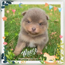 Moose - Chocolate and tan male Pomeranian puppy in Eatonville, Washington from Foxy Forest Poms