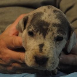 Cardigan Welsh Corgi and Great Dane Puppies from Red Oak Farm and Kennel