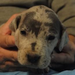 Cardigan Welsh Corgi and Great Dane Puppies from Red Oak Farm and Kennel