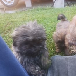 Shih Tzu Puppies from Peterson Shih Tzus