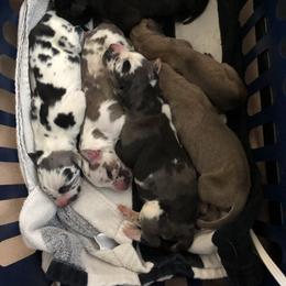 Great Dane Puppies from Starlight Danes