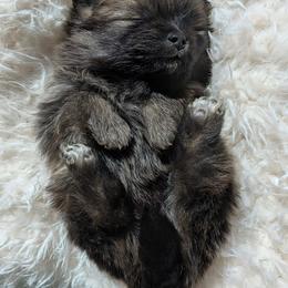Olive - Cream sable female Pomeranian puppy in Granby, Colorado from Marostica Paws