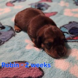 Robin - Red male Dachshund puppy in Mobile, Alabama from Mobile Mini Dachshunds