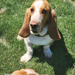 Hurricane - Basset Hound