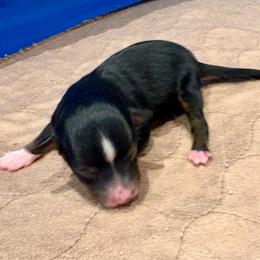 Liberty - Black tri female Toy Australian Shepherd puppy in Bixby, Oklahoma from Roeboat Aussies