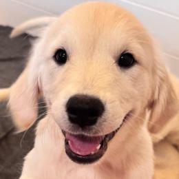 Pokey - Light golden female Golden Retriever puppy in Lehigh Acres, Florida from Puppy Love