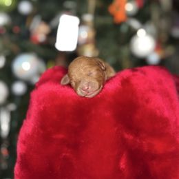 Hope - Red  female Goldendoodle puppy in Miami, Florida from Milk Drunk Doodles And Poodles