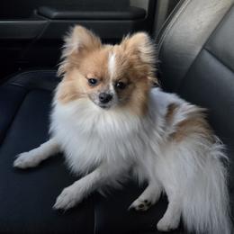 Pomeranian Puppies from Mary's Pomeranians