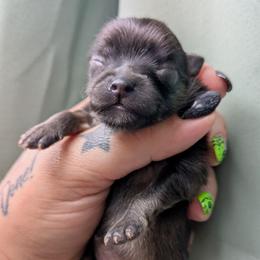 Tina - Orange sable female Pomeranian puppy in Utah from Pop Off Poms & Chis