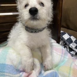 Mr Grey - White male West Highland White Terrier puppy in Blue Hill, Nebraska from BlueBelle's Canine Companions