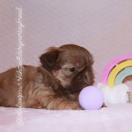 Viva - Red Shih Tzu puppy in Texas from Little Foot Paws 🐾