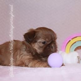 Viva - Red Shih Tzu puppy in Texas from Little Foot Paws 🐾