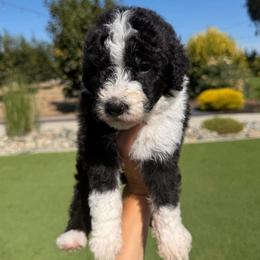 Mary - Black and white female Bernedoodle puppy in Yuba City, California from Ranch House Doodles