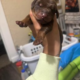 Doberman Pinscher Puppies from Aaliyah’s Dobies
