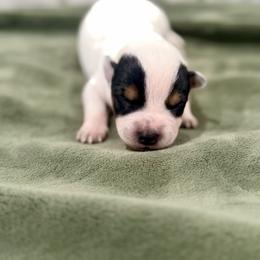 Ironhide - Blue male Australian Cattle Dog puppy in Rosharon, Texas from 4Surge Cattle Dogs