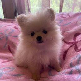 Girl 1  (Purple  for breeder's use only) - Cream parti female Pomeranian puppy in Lookout, West Virginia from Ashley Miller's Pomeranians