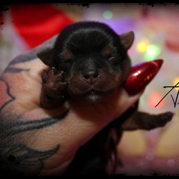 Axel - Black and tan male Yorkshire Terrier puppy in Warren, Michigan from Danielle's Yorkie & Shih Tzu Babies