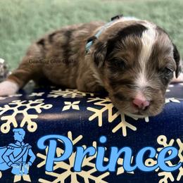 Prince - Blue merle male Miniature Australian Shepherd puppy in Millington, Tennessee from Goading Glee Glade