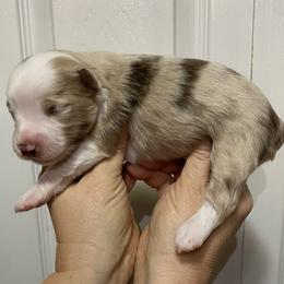 Beans - Red merle male Miniature Australian Shepherd puppy in Marysville, Washington from Garay Mini Aussies