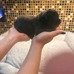 Betsy - Black female Great Dane puppy in Ider, Alabama from Sand Mountain Danes LLC