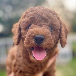 Copper - Red male Cavapoo puppy in Council Bluffs, Iowa from The Doodle Den
