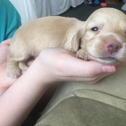 Dachshund Puppies from Western Slope English Cream Dachshund