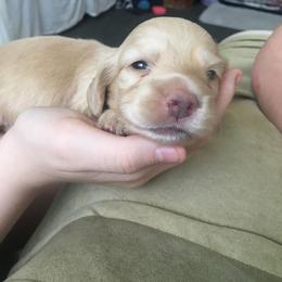 Dachshund Puppies from Western Slope English Cream Dachshund