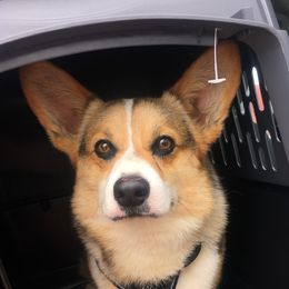 Jag - Pembroke Welsh Corgi