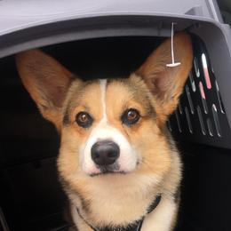 Jag - Pembroke Welsh Corgi