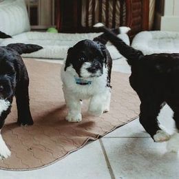 Portuguese Water Dog Puppies from Biddlebrook PWD