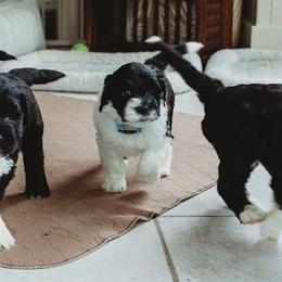 Portuguese Water Dog Puppies from Biddlebrook PWD