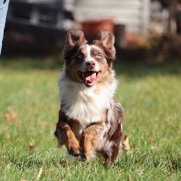 Billy - Miniature American Shepherd
