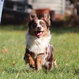 Billy - Miniature American Shepherd