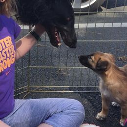 Borzois and Silken Windhounds from Perla Silken Windhounds & Borzoi