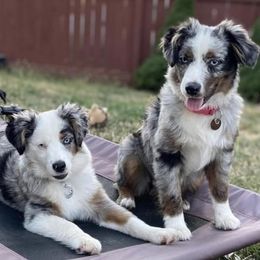 Miniature American Shepherd Puppies from Elite Miniature American Shepherds