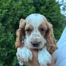 Pongo - Buff and white male Cockapoo puppy in Strasburg, Pennsylvania from Dana's Domain Cockapoos