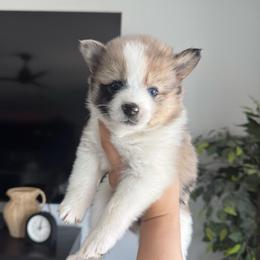 Cookie - Silver and white female Pomsky puppy in Goodyear, Arizona from Velvet Pomskies