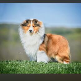 Alex - Shetland Sheepdog