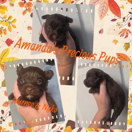 Boy1 - Liver male Yorkshire Terrier puppy in Wartburg, Tennessee from Amanda's Precious Pups