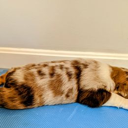 Australian Shepherd Puppies from Ocean Cliff Aussies