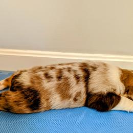 Australian Shepherd Puppies from Ocean Cliff Aussies